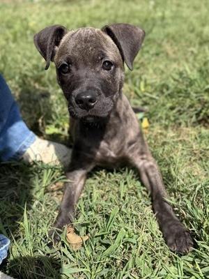 Biggie, Mixed Breed, young, available for adoption