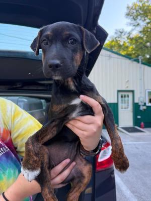 Suki, Mixed Breed, puppy, available for adoption