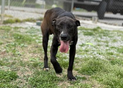 Scoop (FREE), Mixed Breed, adult, available for adoption