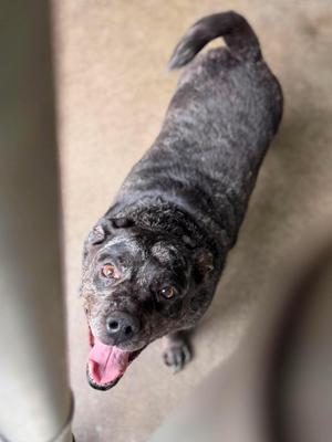 Pearly, Mixed Breed, adult, available for adoption