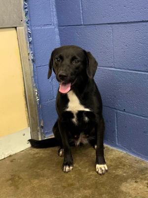 Locket, Mixed Breed, adult, available for adoption