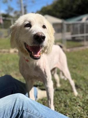SugarPlum, Mixed Breed, senior, available for adoption