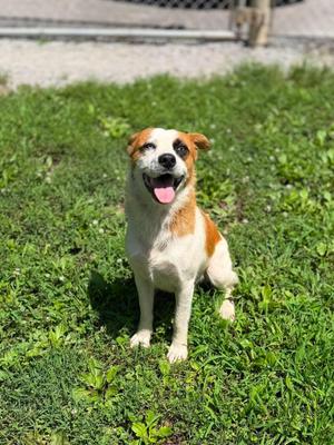 Tiki, Mixed Breed, adult, available for adoption