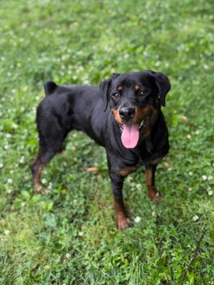 Rosey, Rottweiler, adult, available for adoption