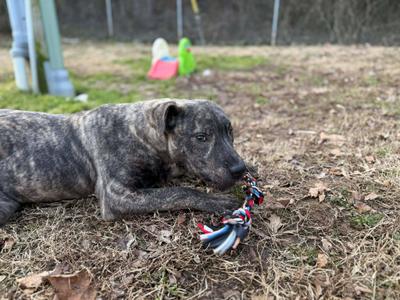 A brindle-colored dog lying on the ground, chewing on a toy.