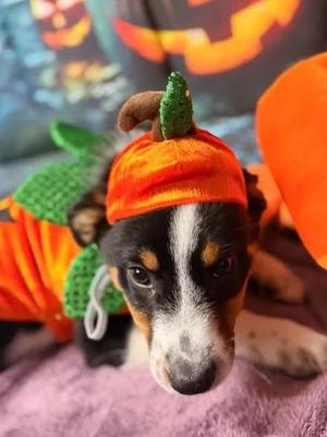Mia, Australian Shepherd / Australian Cattle Dog / Blue Heeler, young, available for adoption