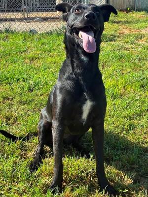 Beauty, Black Labrador Retriever, adult, available for adoption