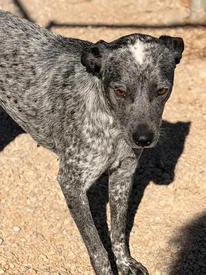 Wickle, Australian Cattle Dog / Blue Heeler, adult, available for adoption