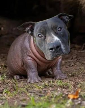 Rowan, American Staffordshire Terrier, adult, available for adoption