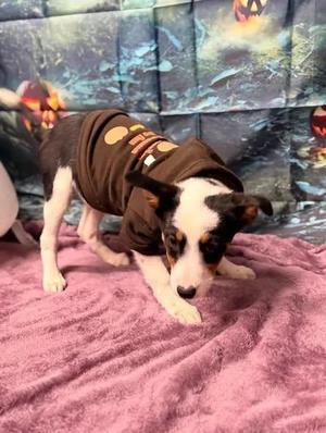 Fig, Australian Shepherd / Australian Cattle Dog / Blue Heeler, young, available for adoption