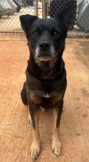 Earl (Sponsored), German Shepherd Dog, senior, available for adoption