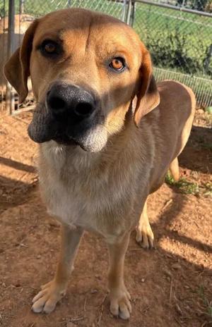 Riley(Sponsored), Mixed Breed / Black Mouth Cur, adult, available for adoption