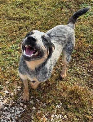 Cobweb, Australian Cattle Dog / Blue Heeler, adult, available for adoption