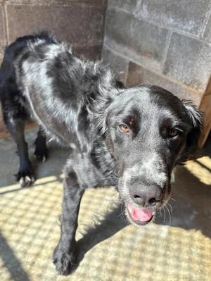 Buddy, Australian Shepherd / Border Collie, adult, available for adoption