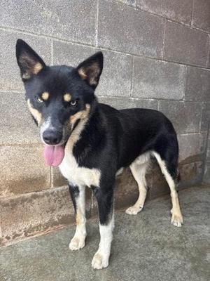 A black and white dog with tan markings on its face and legs, standing in front of a brick wall. The dog has its tongue out and is looking directly at the camera.