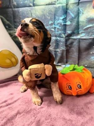 Pinto, Australian Shepherd / Australian Cattle Dog / Blue Heeler, young, available for adoption