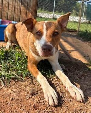 Happy, Australian Shepherd, adult, available for adoption