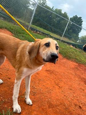 Theodore (Sponsored), Anatolian Shepherd, young, available for adoption