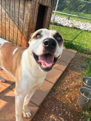 Ranger, Boxer, adult, available for adoption