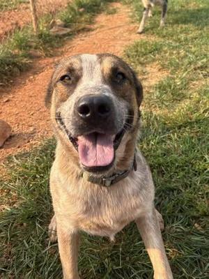 Chevy (Sponsored), Australian Cattle Dog / Blue Heeler, adult, available for adoption