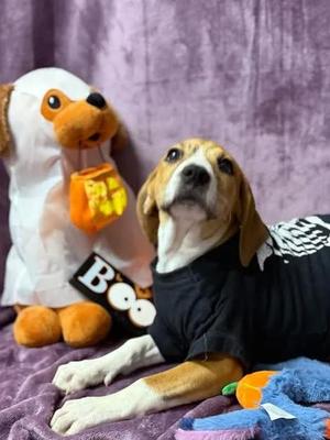 Minnie, Hound, young, available for adoption