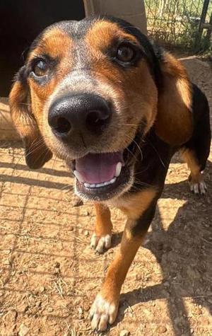 Jerry, Beagle, adult, available for adoption