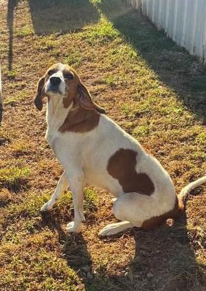 Laurel, Coonhound, adult, available for adoption