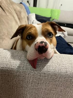 Loki, Mixed Breed, adult, available for adoption