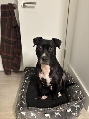 Fiona, Mixed Breed, adult, available for adoption