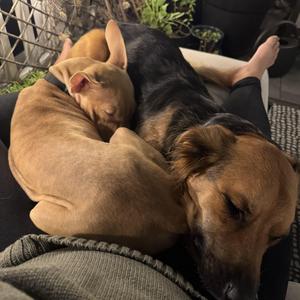 Jaro, Mixed Breed, young, available for adoption