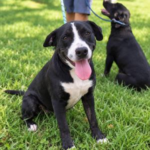 Barry, Retriever, puppy, available for adoption