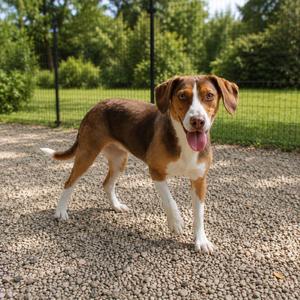 Hazel, Beagle, adult, available for adoption