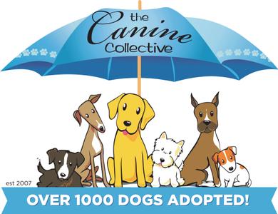 Canine Collective
