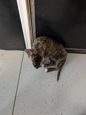 Marbles, Plott Hound / Hound, puppy, available for adoption