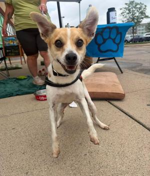 Ronald, Terrier, adult, available for adoption