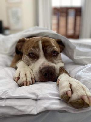 Kimber, Bull Terrier / American Staffordshire Terrier, adult, available for adoption