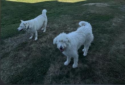 Two white dogs standing on grass, one in the foreground is shaggy and smiling, the other in the background is leaner with upright ears.