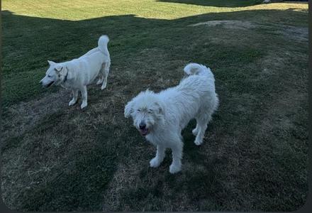 Two white dogs standing on a grassy lawn. One dog is in the foreground, facing the camera with its mouth open. The other dog is in the background, facing left.