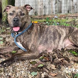 A brindle dog with a blue collar lying on the ground.