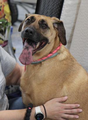 Gracie, Rhodesian Ridgeback / Mixed Breed, adult, available for adoption