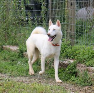 A white dog with pointed ears and a red collar is walking on a grassy path. The dog has a fluffy tail and is panting with its tongue out. The background includes a wire fence and some greenery.