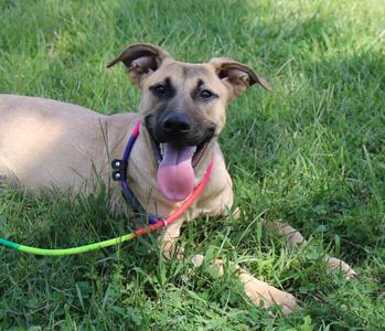 A happy dog with a light brown coat and floppy ears is lying on a grassy lawn. The dog is wearing a colorful leash and has its tongue out, looking directly at the camera.