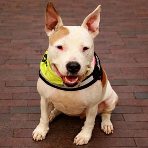 Maisie, Mixed Breed / Dogo Argentino, adult, available for adoption