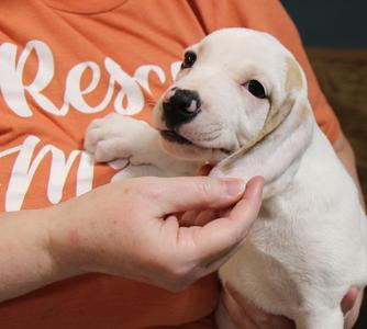 Raine, Mixed Breed, puppy, available for adoption