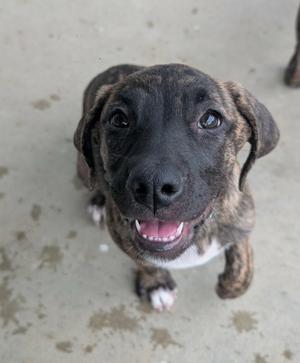 A close-up of a brindle and white puppy with a black face, looking up with its mouth open and tongue visible.