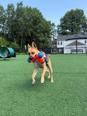 Mila, Mixed Breed, young, available for adoption