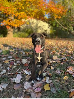 Misti, Labrador Retriever / Mixed Breed, adult, available for adoption