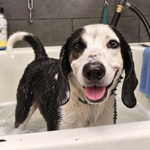 Ghost, Beagle / Hound, adult, available for adoption