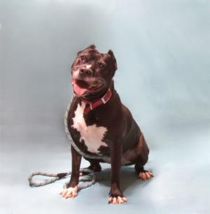Cadie, Mixed Breed / Labrador Retriever, adult, available for adoption