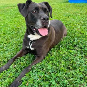 Clarice, Mastiff / Retriever, adult, available for adoption